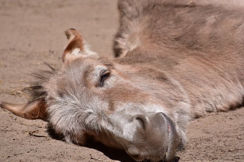 donkey  concerns  tired