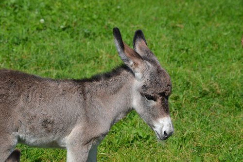 donkey  animal  cute