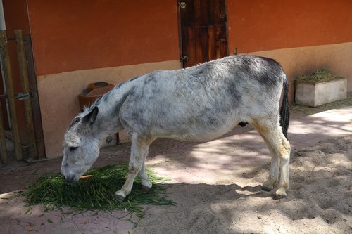 donkey  animal  mammal