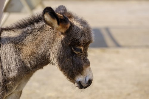 donkey  horse  baby