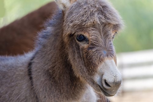 donkey  horse  baby