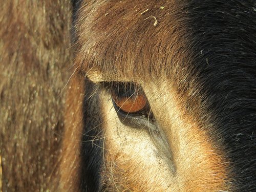 donkey  eye  equine