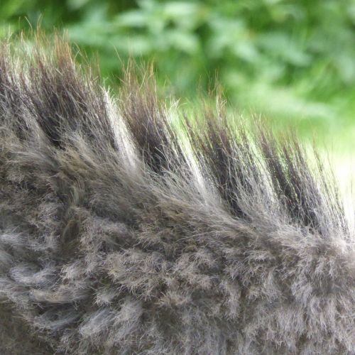 donkey mane fur