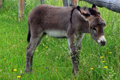 donkey donkey foal foal