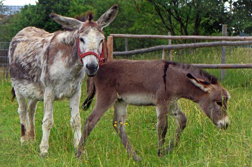donkey donkey foal foal