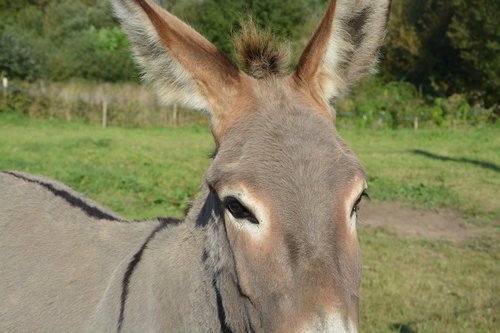 donkey  gray donkey cross  saint andré