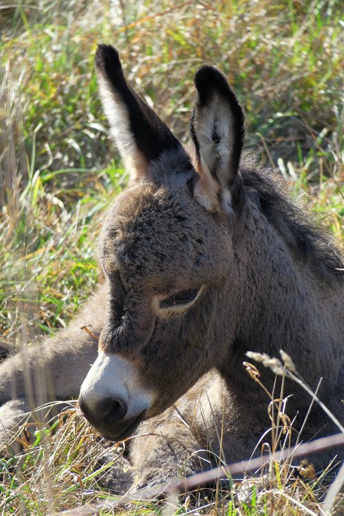 donkey  young ass  foal