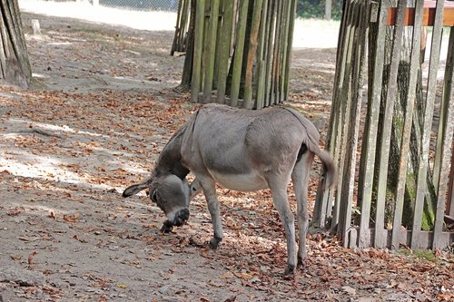 donkey  animal  nature