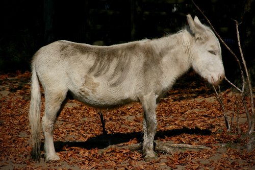 donkey  pet  ungulate