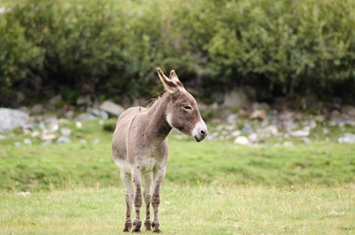 donkey  meadow  rush