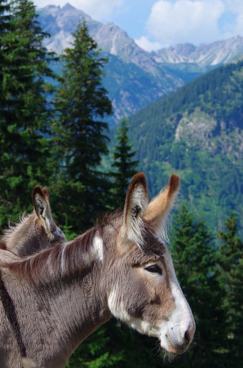 donkey  mountains  nature