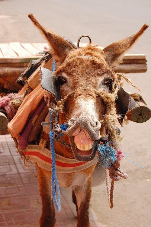 donkey  marrakesh  morocco