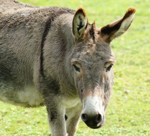 donkey head portrait