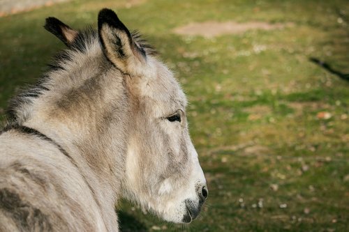 donkey  mammal  animal