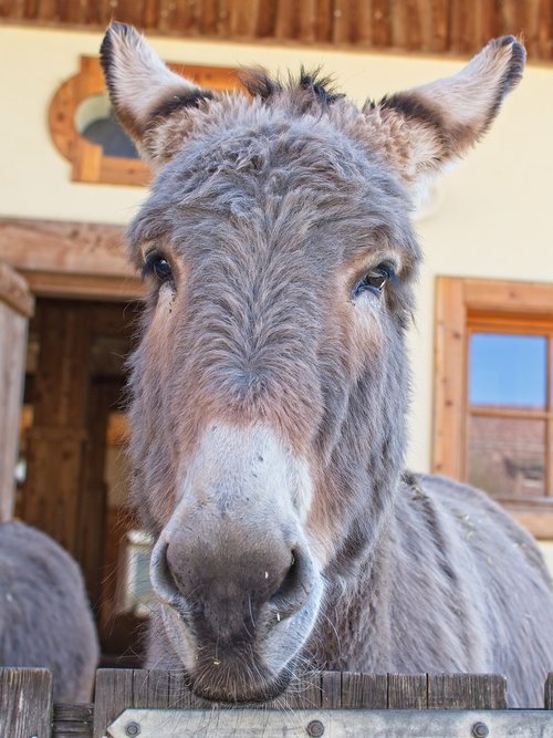 donkey  head  ears