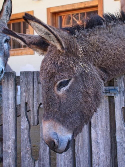 donkey  head  ears