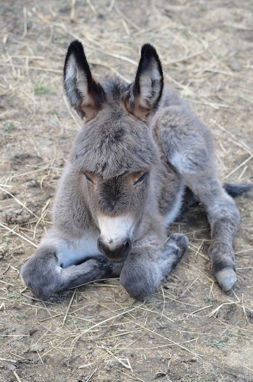donkey  donkey foal  animal world