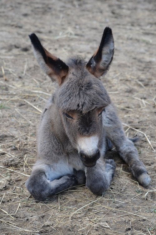 donkey  donkey foal  animal world