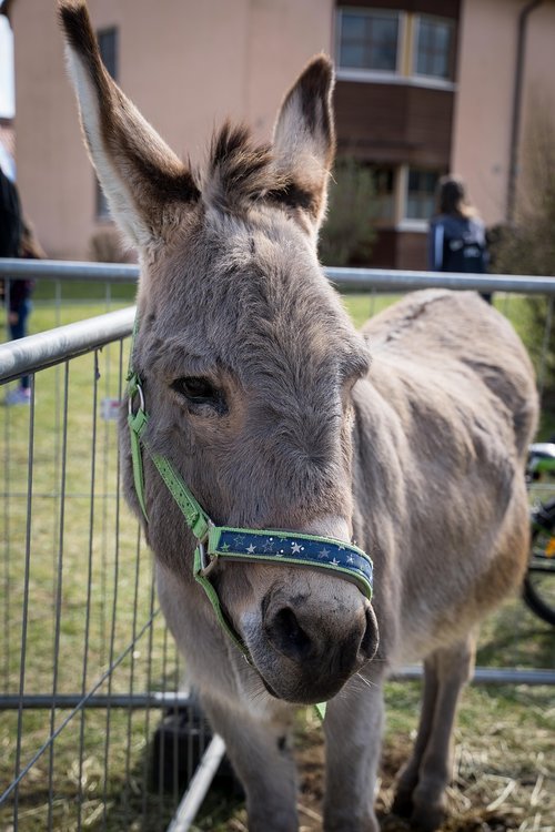 donkey  animal  grey