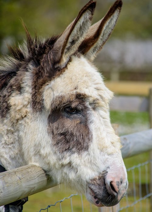 donkey  animal  head
