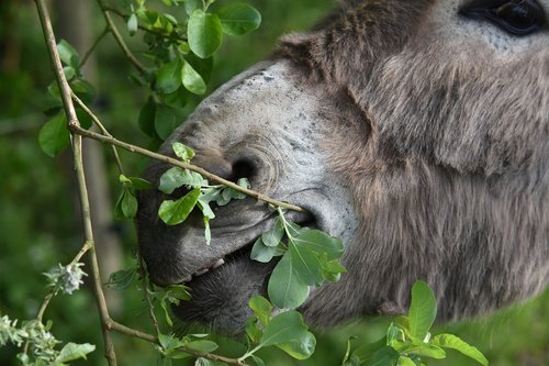 donkey  nostrils ass  ass eating shrub