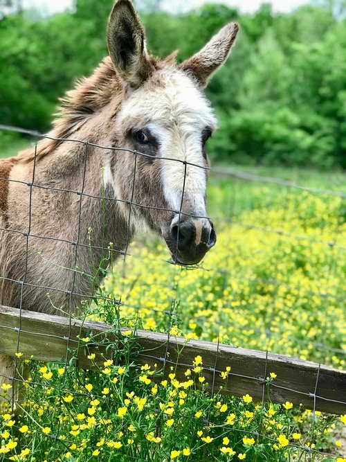 donkey  spring flowers  farm animal