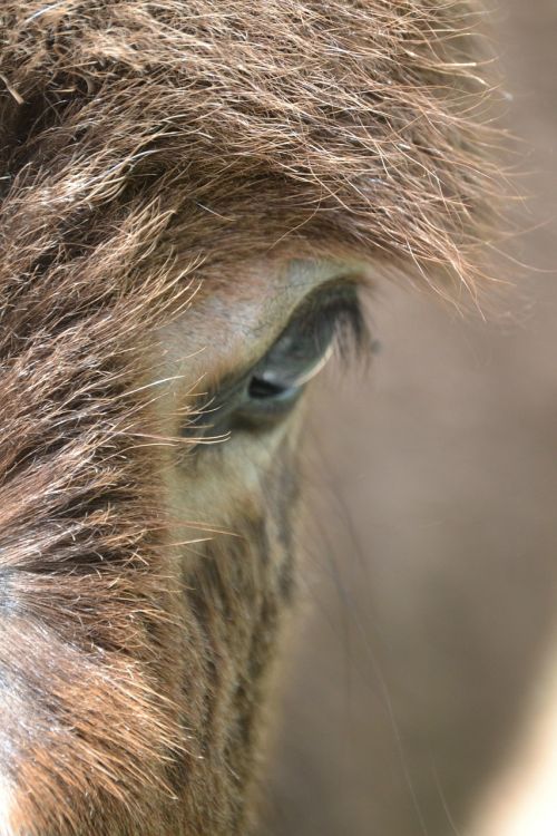 donkey hair eye