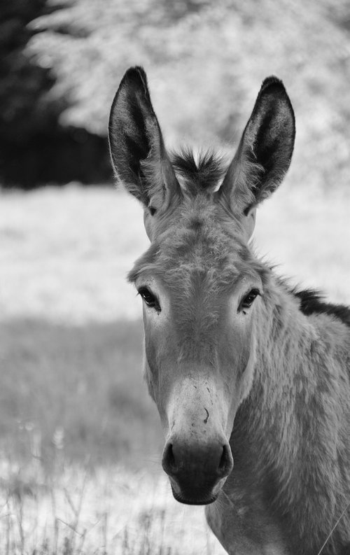 donkey  colt  photo portrait black white