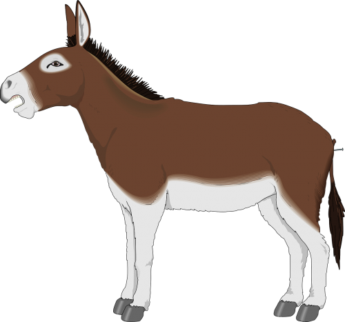 donkey animal mammal