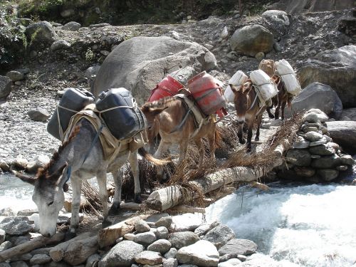 donkey transport nepal