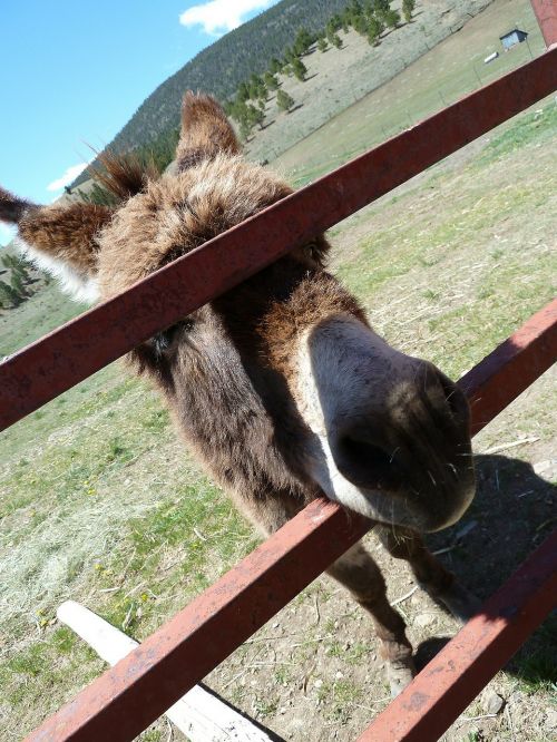 donkey fence face