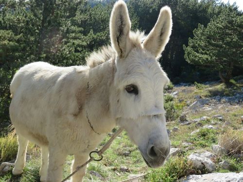 donkey animal nature