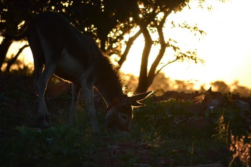 donkey sunset farm