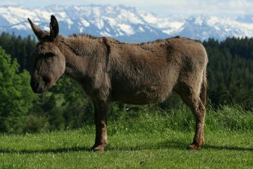 donkey animal alpine