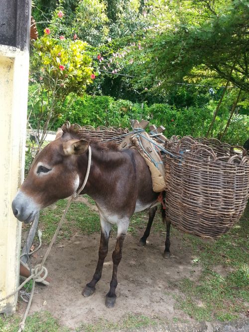 donkey animal boipeba