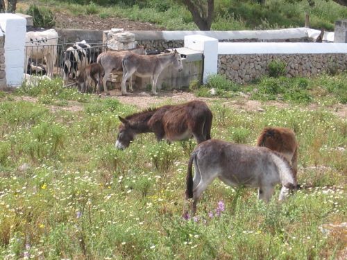 donkey pasture farm