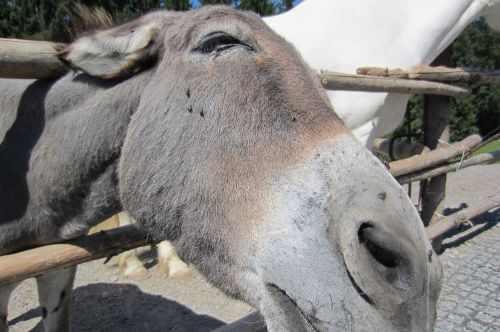 donkey zoo ungulate