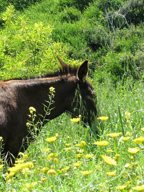 donkey cyprus animal