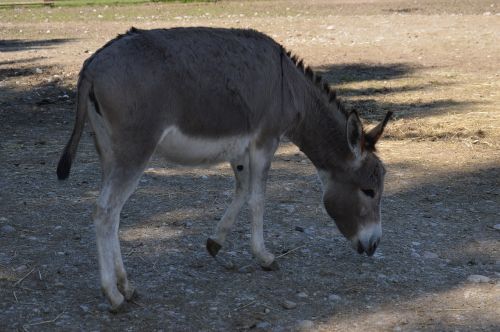donkey animal fur