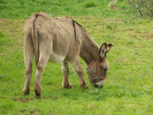 donkey prairie nature