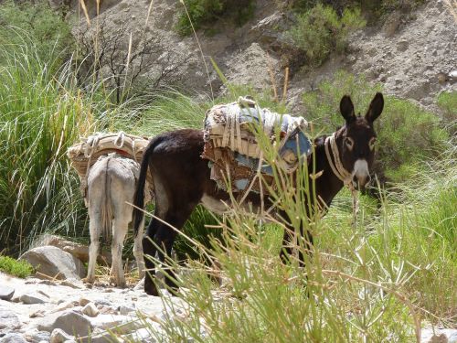 donkey argentina animal