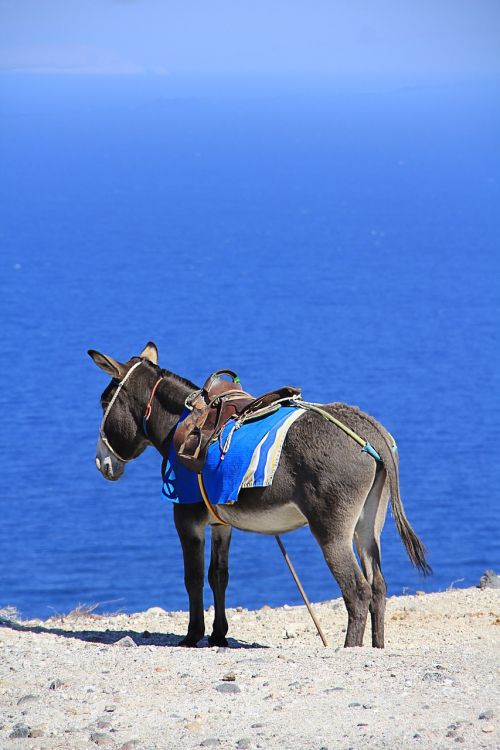 donkey sea greece