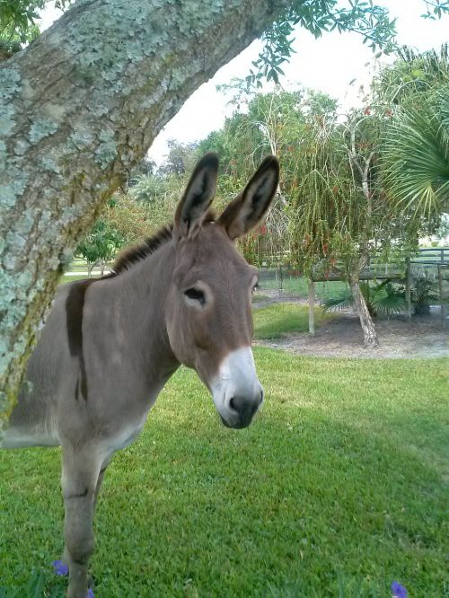 donkey big burro