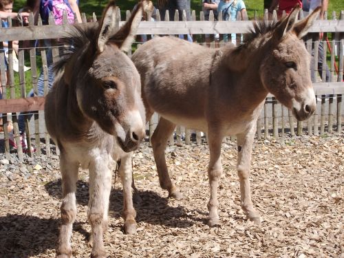 donkey animal zoo