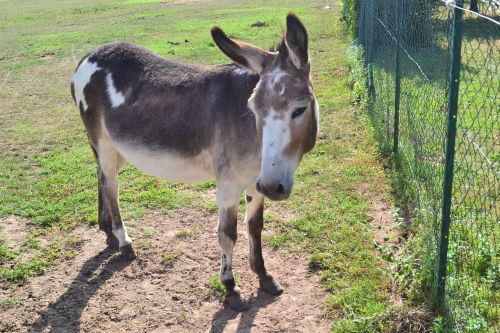 donkey domestic animal the farm animal