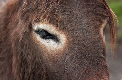 donkey donkey head eye