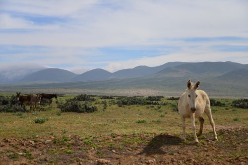 donkey white donkey desert