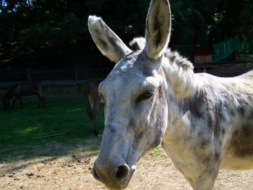donkey grayish-white hoofed animals