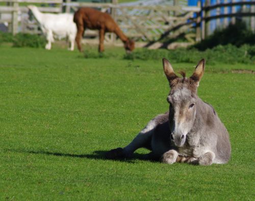 donkey resting farm