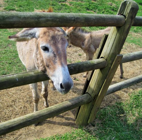 Donkey Behind Fence